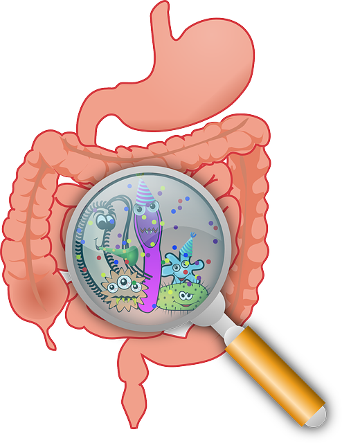 gut bacteria and gut dysbiosis caused by bad bacteria